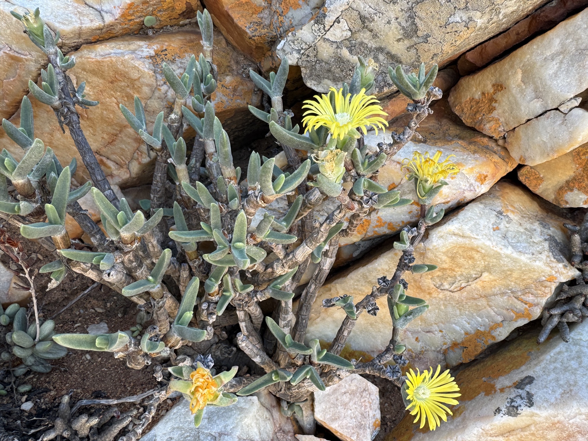 Mimetophytum parvifolium L. Bolus 2