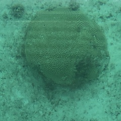 Pseudodiploria strigosa