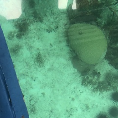 Pseudodiploria strigosa