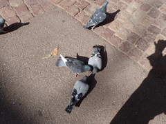 Columba livia domestica