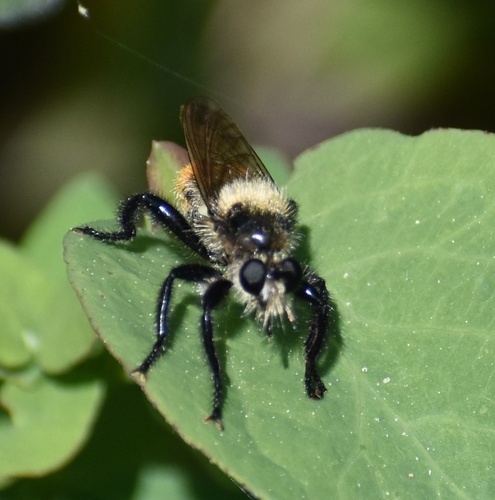 Unknown species found near Glacier National Park, Babb, MT, US