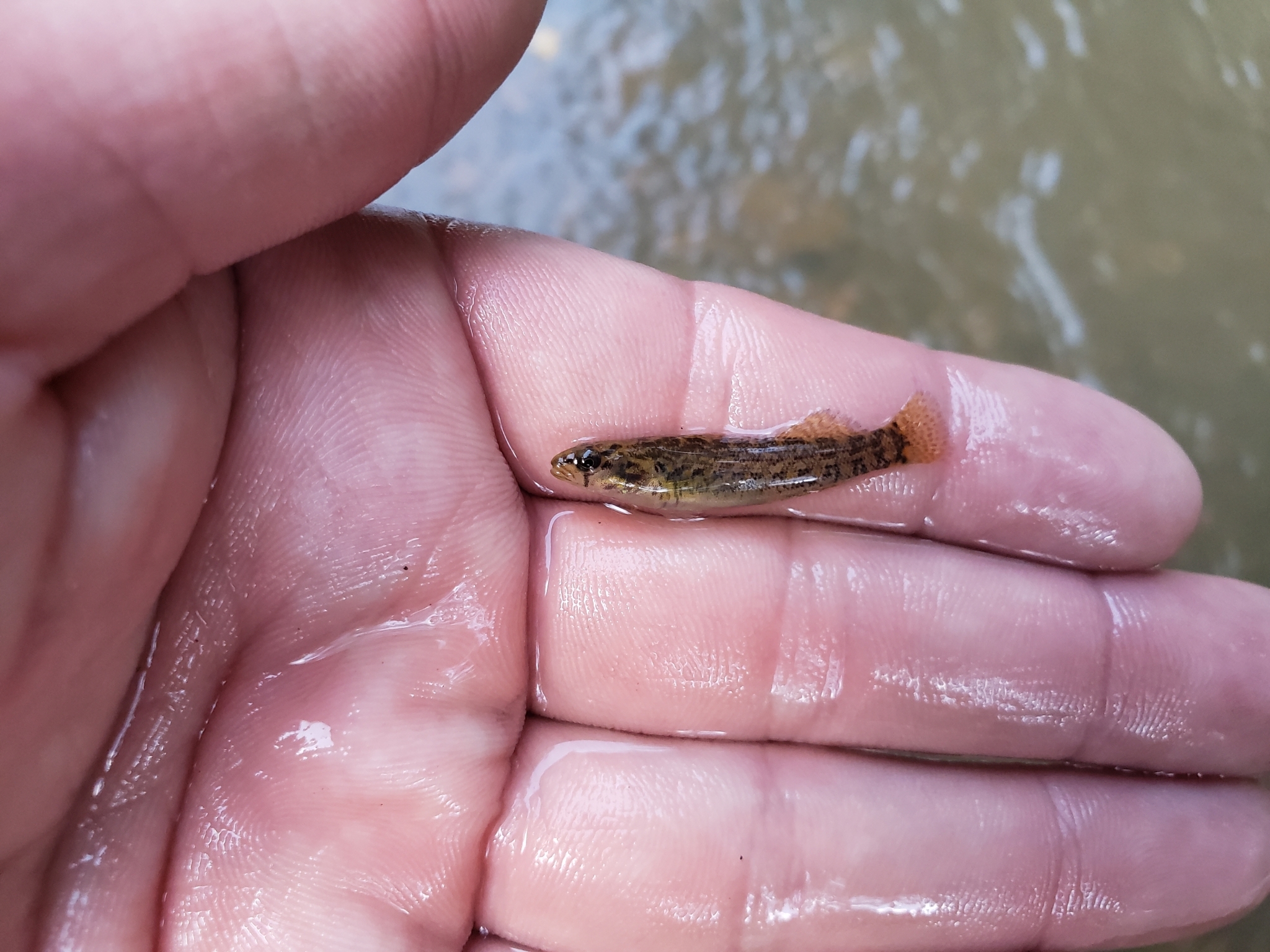 Gumbo Darter photo 7