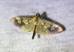Praeacrospila melanoproctis