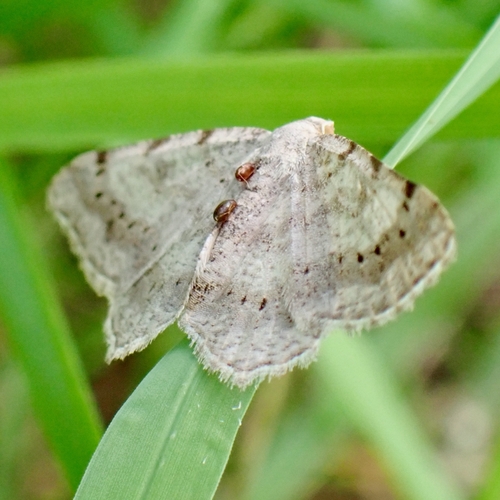 Faint-spotted Angle photo 3