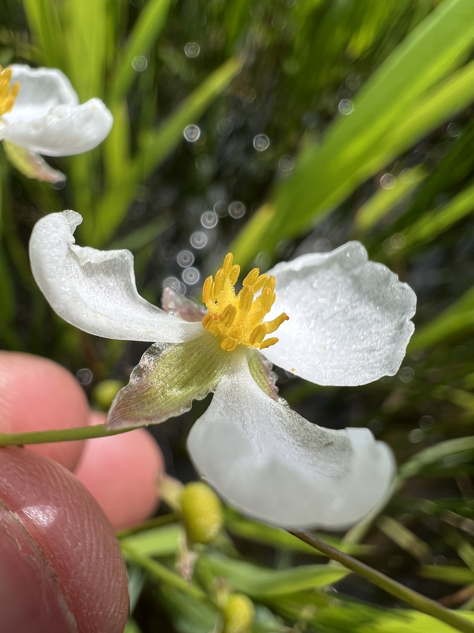 Kansas Arrowhead (Sagittaria ambigua)
