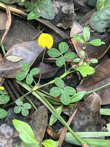 Arachis pintoi