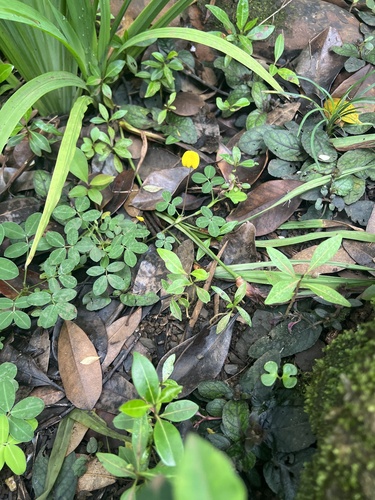 Arachis pintoi