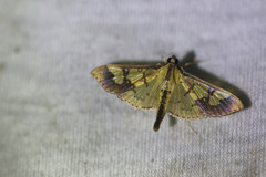 Praeacrospila melanoproctis