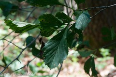 Crataegus punctata