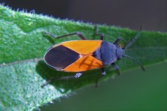 Melanopleurus bicolor