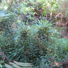 Freycinetia banksii