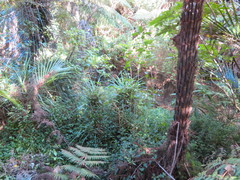 Freycinetia banksii