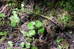 Hydrocotyle americana