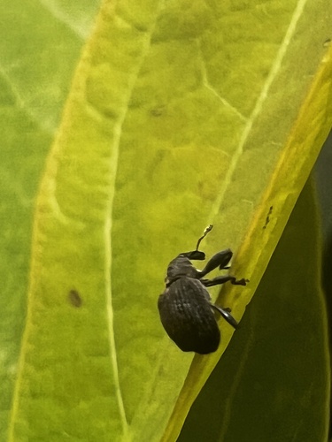 Yellow Poplar Weevil photo 6