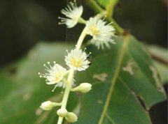 Homalium cochinchinense