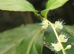 Homalium cochinchinense