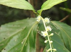 Homalium cochinchinense