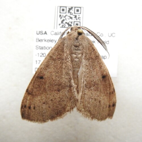 iNaturalist observation photo of Drepanulatrix hulstii