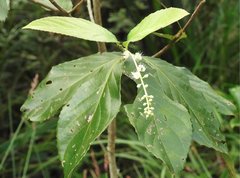 Homalium cochinchinense