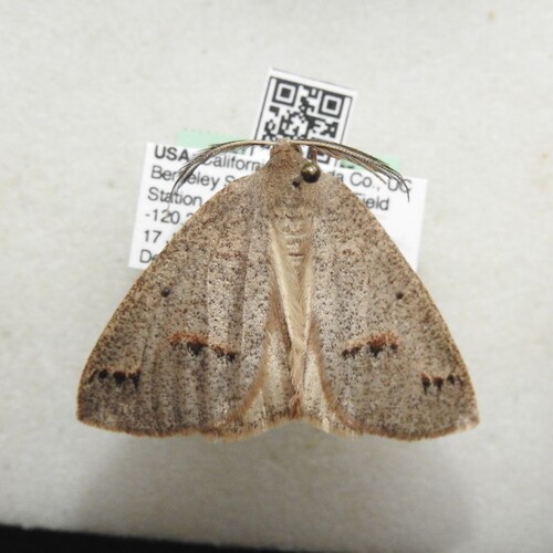 iNaturalist observation photo of Spurred Wave Moth