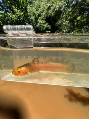 Brown Madtom photo 3