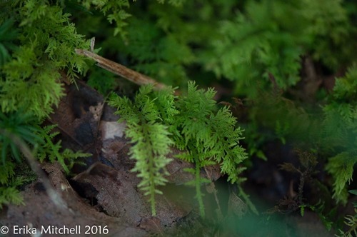 Thuidium delicatulum