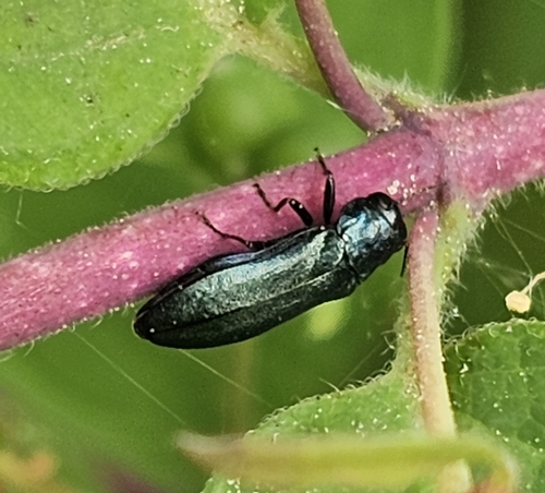 Agrilus cyanescens, photo 9 of 10
