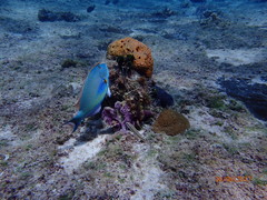 Sparisoma chrysopterum