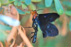 Pedinopelte