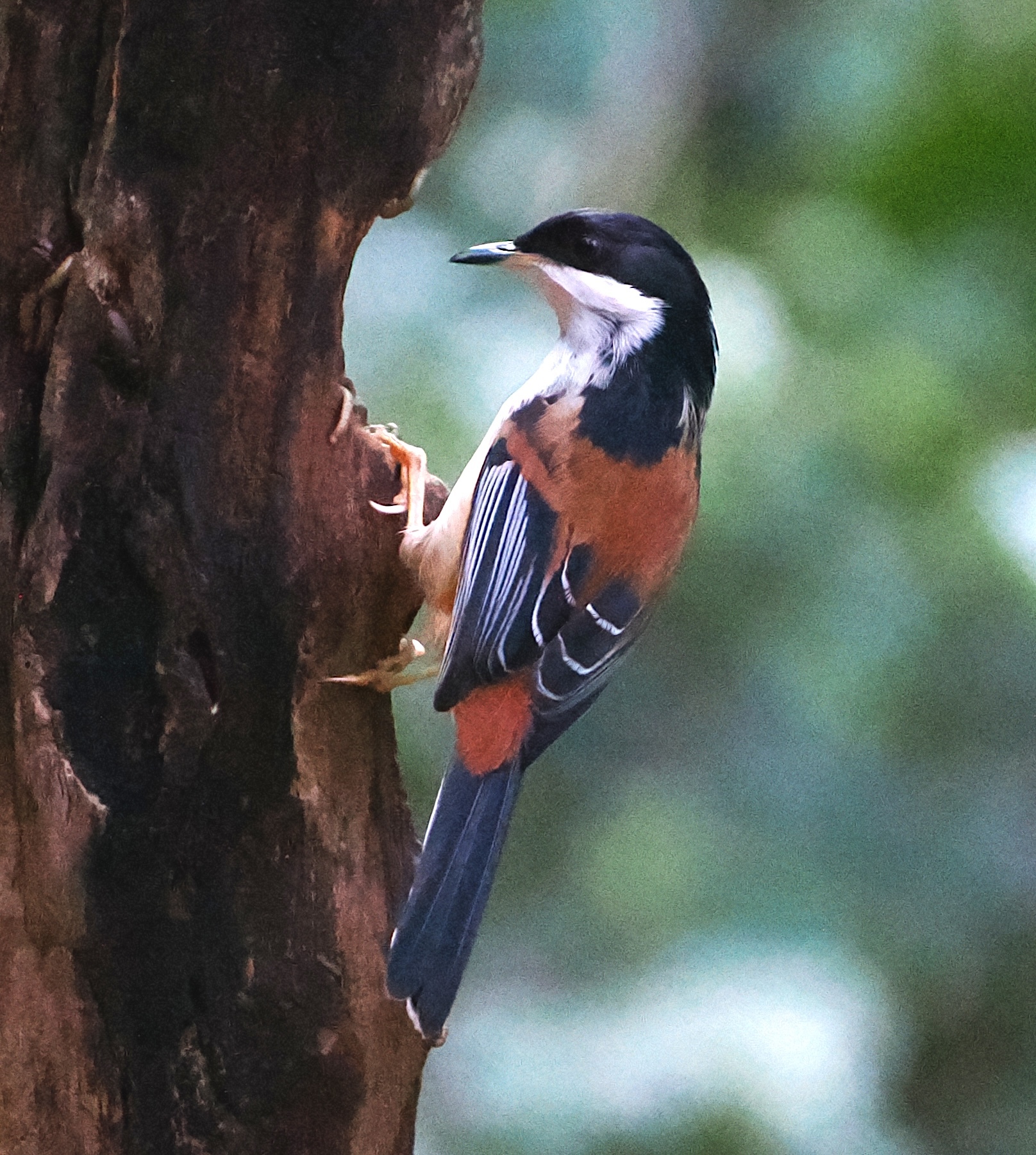 Rufous-backed Sibia