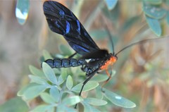 Pedinopelte