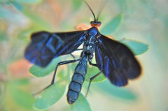 Pedinopelte