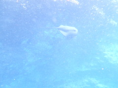 Pteroplatytrygon violacea