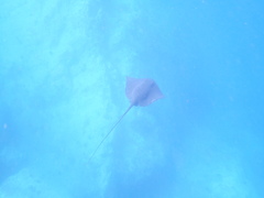 Pteroplatytrygon violacea