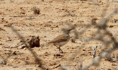 Certhilauda subcoronata
