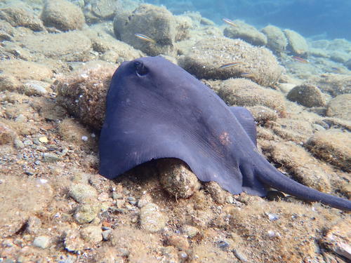 Pteroplatytrygon violacea