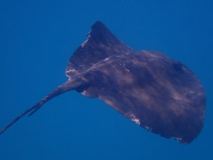 Pteroplatytrygon violacea