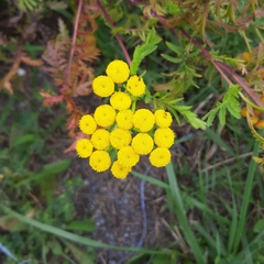 Tanacetum vulgare