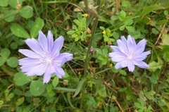 Cichorium intybus