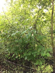 Myricaceae