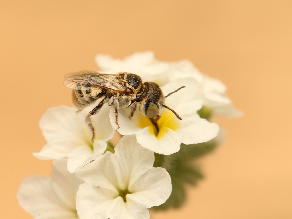Haetosmia vechti