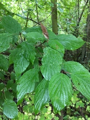 Myricaceae