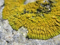 Polycauliona verruculifera