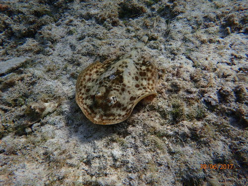 Yellow Stingray, photo 2 of 7