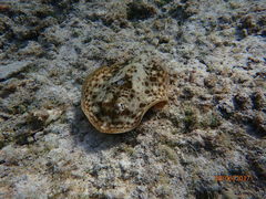 Yellow Stingray photo 2