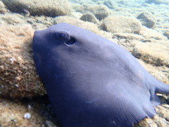 Pteroplatytrygon violacea