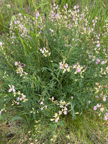 Astragalus miser