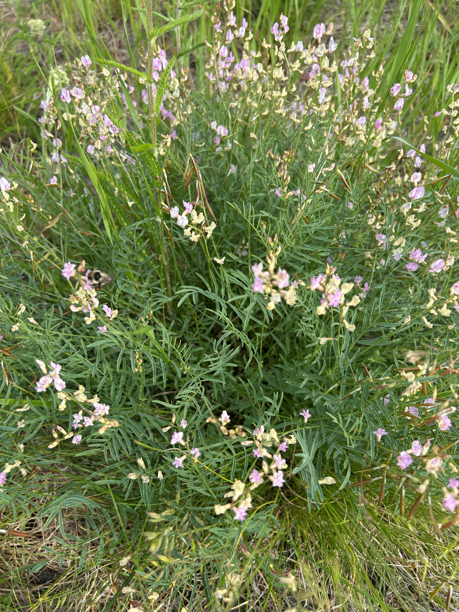 Astragalus miser