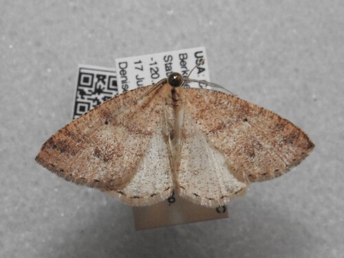 iNaturalist observation photo of Drepanulatrix secundaria