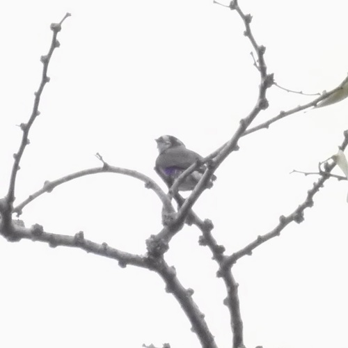 White-browed Purpletuft (Iodopleura isabellae)